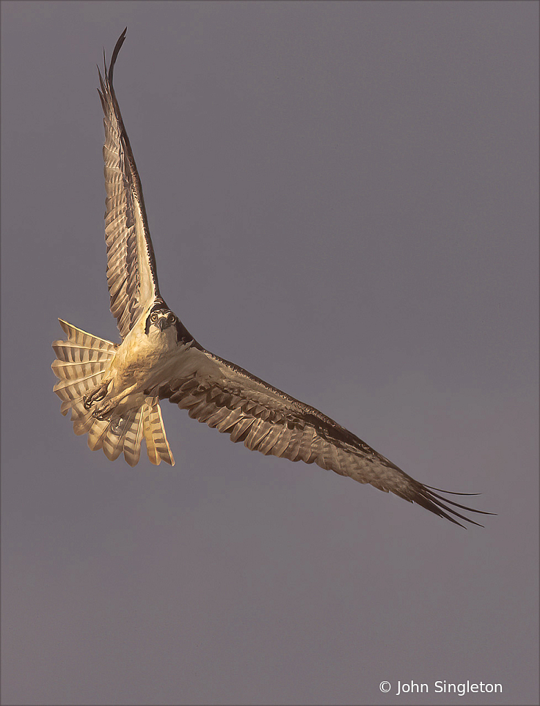 Riveting Gaze - ID: 16023553 © John Singleton