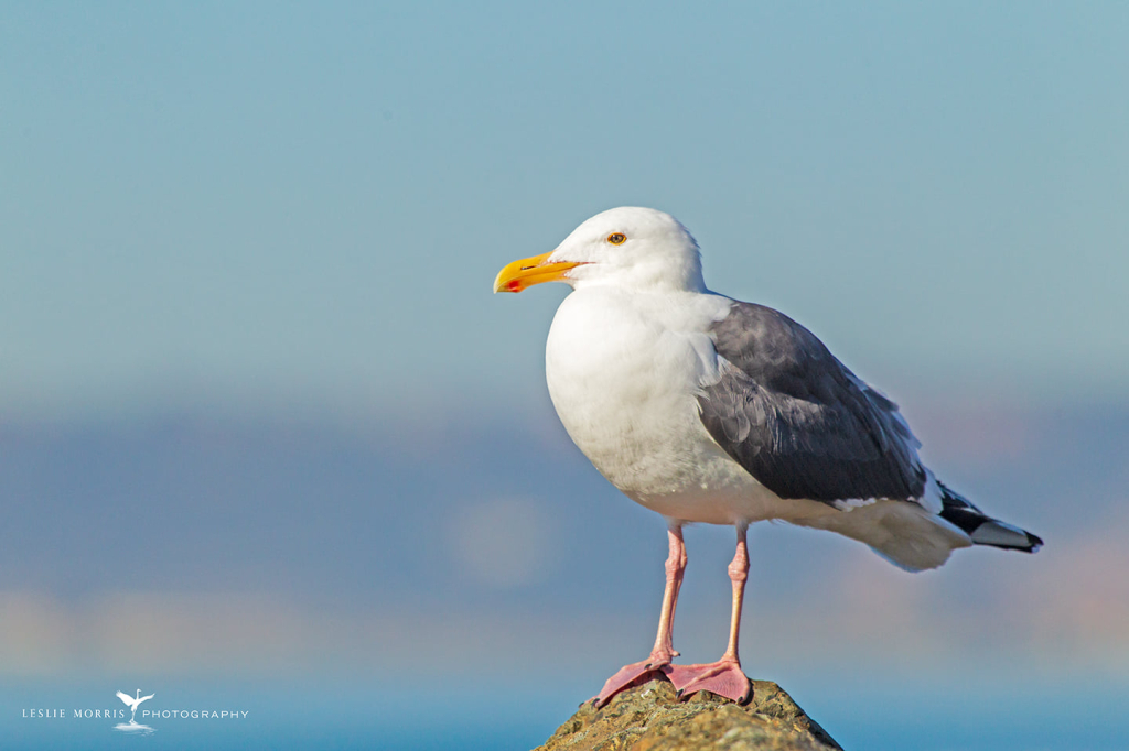 Western Gull - ID: 16023881 © Leslie J. Morris