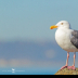 © Leslie J. Morris PhotoID # 16023881: Western Gull