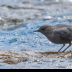 © Leslie J. Morris PhotoID # 16023884: American Dipper