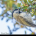 © Leslie J. Morris PhotoID # 16023885: Mountain Chickadee