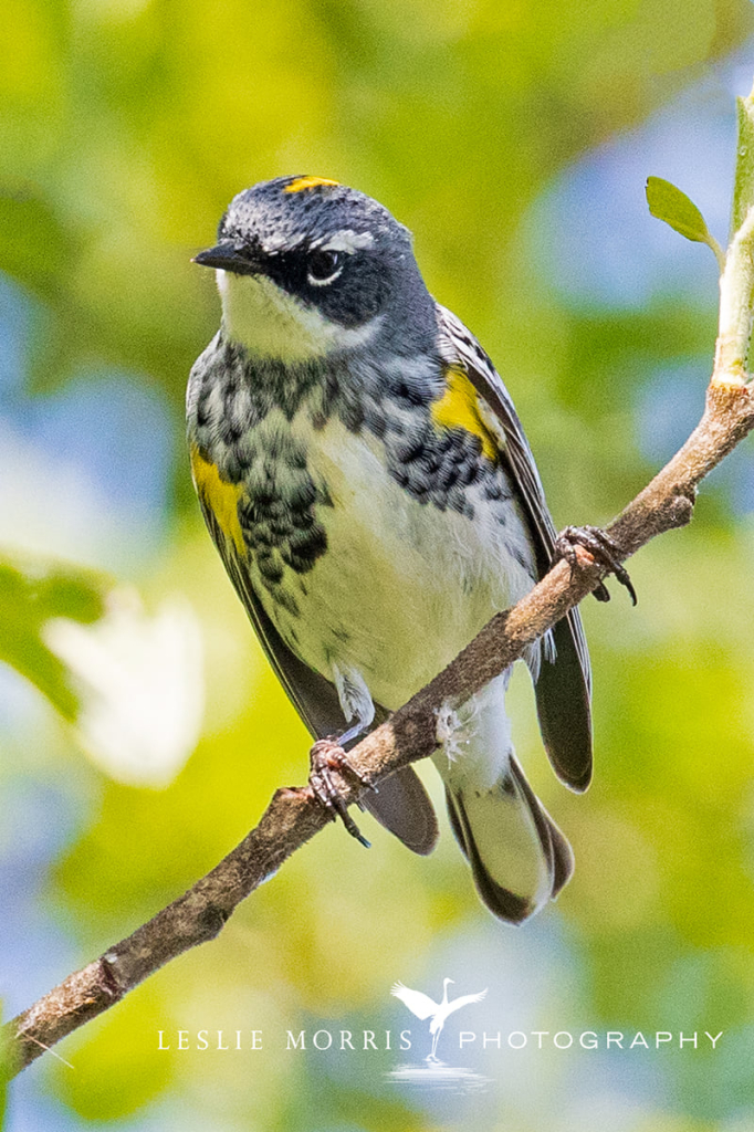 Audubons Yellow-rumped Warbler - ID: 16023886 © Leslie J. Morris