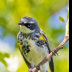 © Leslie J. Morris PhotoID # 16023886: Audubons Yellow-rumped Warbler
