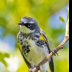 © Leslie J. Morris PhotoID # 16023886: Audubons Yellow-rumped Warbler