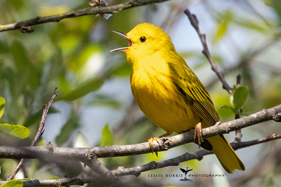 Yellow Warbler - ID: 16023887 © Leslie J. Morris