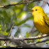 © Leslie J. Morris PhotoID # 16023887: Yellow Warbler
