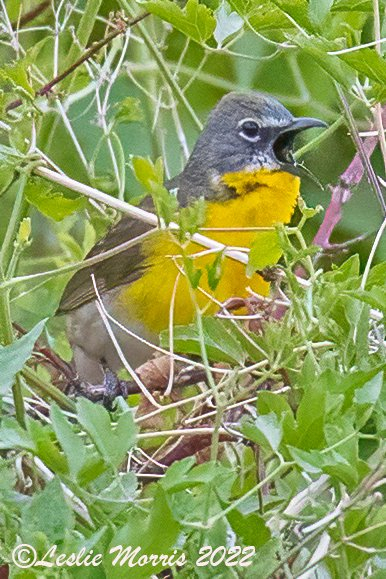 Yellow-breasted Chat - ID: 16023888 © Leslie J. Morris