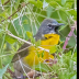 © Leslie J. Morris PhotoID # 16023888: Yellow-breasted Chat