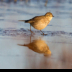 © Leslie J. Morris PhotoID # 16023889: American Pipit