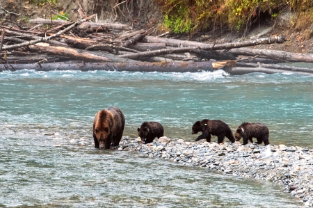 Mama Grizzly and Cubs