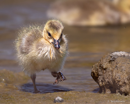 Just Another Goofy Gosling