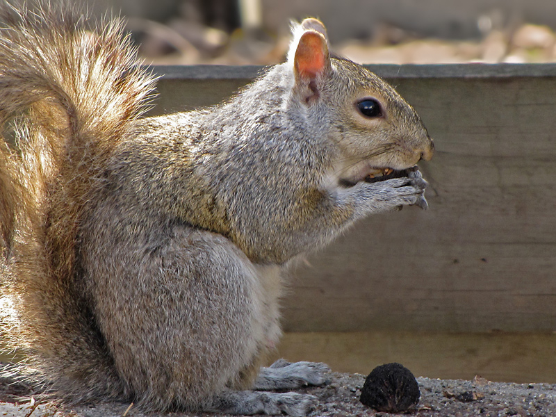 Enjoying a Nut