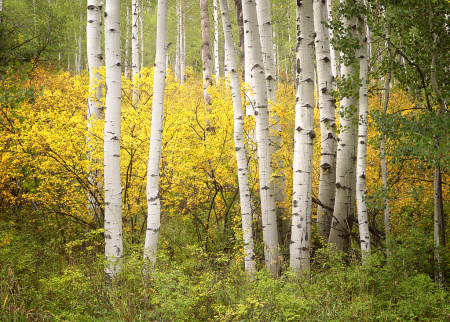 White Aspen Trunks and Yellow Bushes