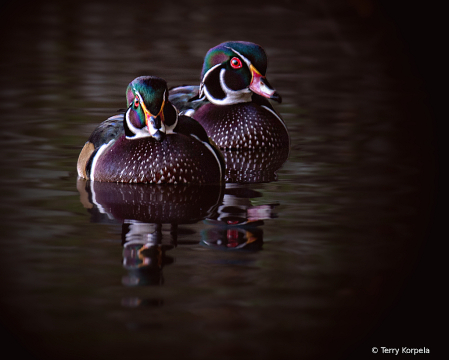 Wood Ducks