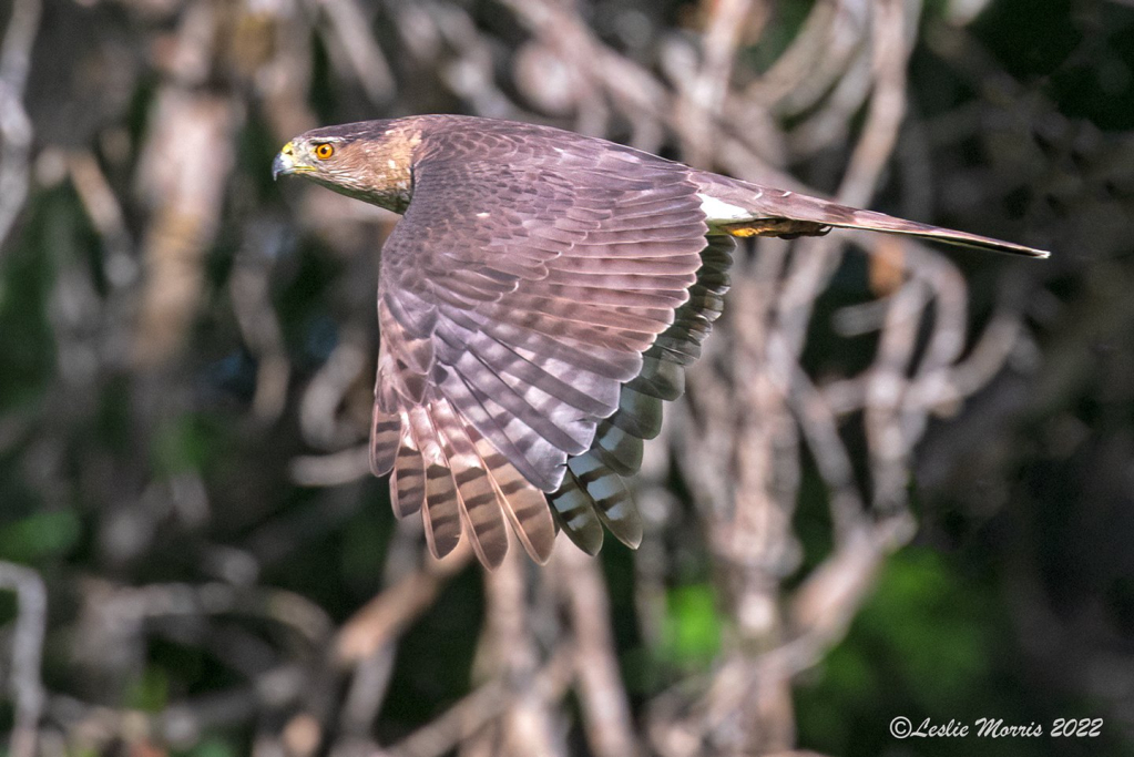 Cooper's Hawk - ID: 16023702 © Leslie J. Morris