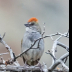 © Leslie J. Morris PhotoID # 16023706: Green-tailed Towhee