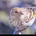 © Leslie J. Morris PhotoID # 16023708: Pine Siskin