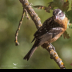 © Leslie J. Morris PhotoID # 16023710: Black-headed Grosbeak