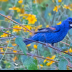 © Leslie J. Morris PhotoID # 16023711: Blue Grosbeak