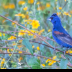 © Leslie J. Morris PhotoID # 16023714: Blue Grosbeak