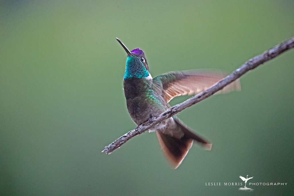 Rivoli's Hummingbird - ID: 16023715 © Leslie J. Morris