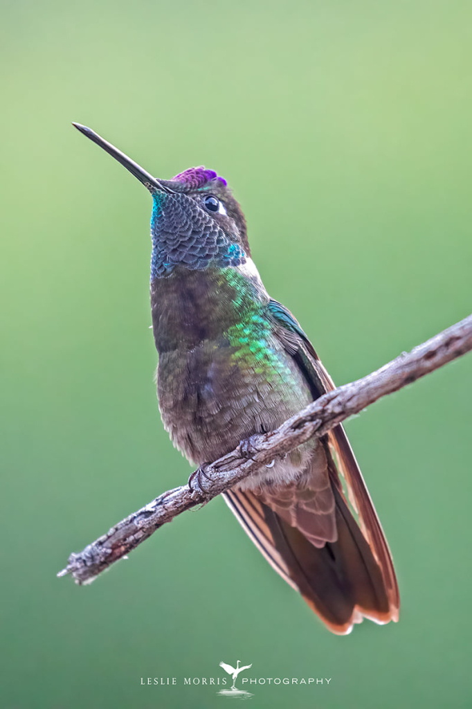Rivoli's Hummingbird - ID: 16023716 © Leslie J. Morris