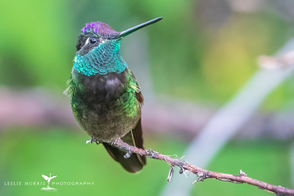 Rivoli's Hummingbird - ID: 16023718 © Leslie J. Morris