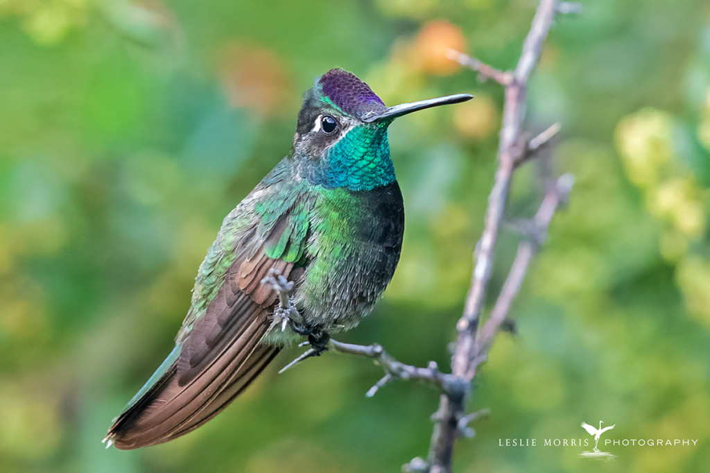 Rivoli's Hummingbird - ID: 16023717 © Leslie J. Morris