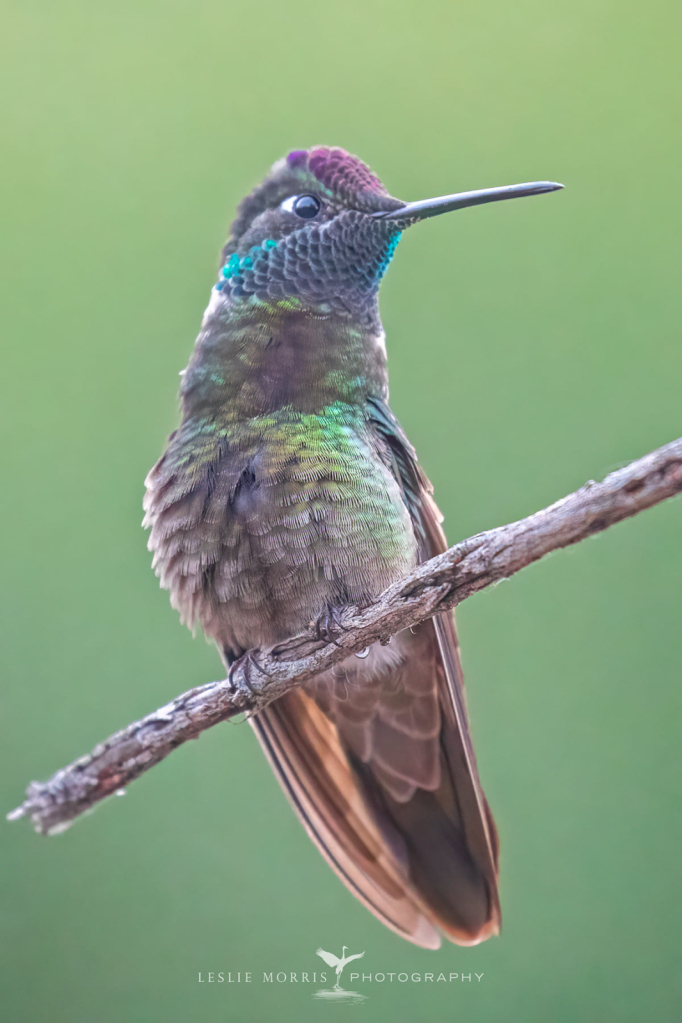 Rivoli's Hummingbird - ID: 16023720 © Leslie J. Morris