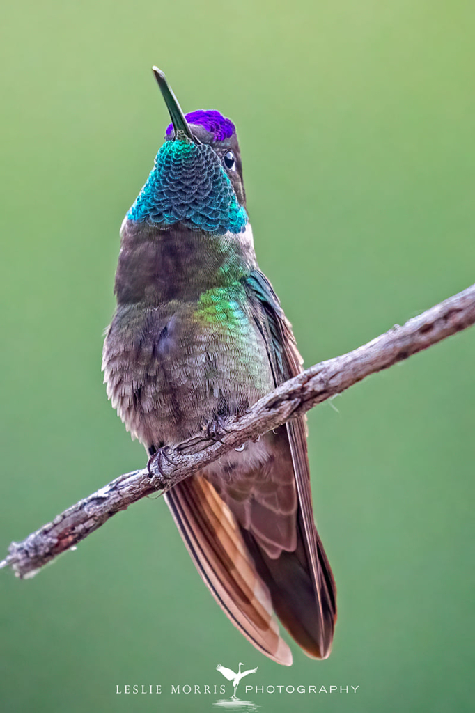 Rivoli's Hummingbird - ID: 16023719 © Leslie J. Morris