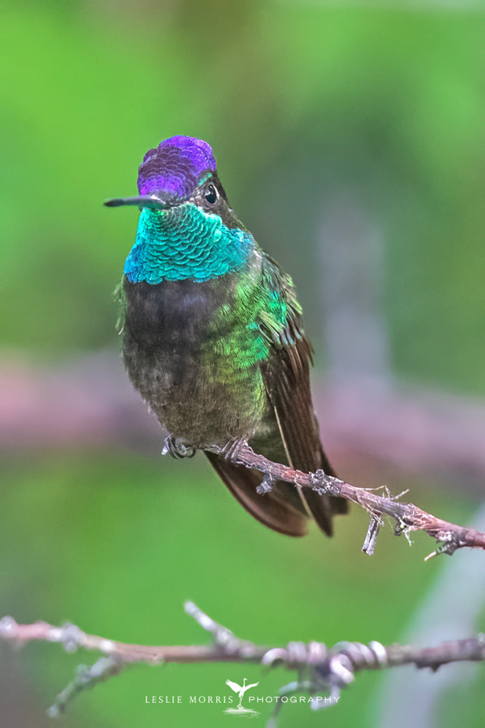 Rivoli's Hummingbird - ID: 16023721 © Leslie J. Morris
