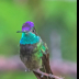 © Leslie J. Morris PhotoID # 16023721: Rivoli's Hummingbird