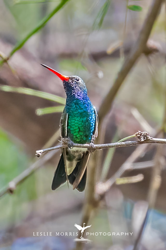 Broad-billed Hummingbird - ID: 16023722 © Leslie J. Morris