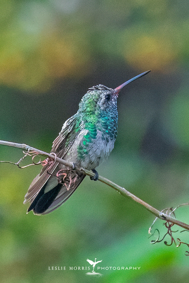 Broad-billed Hummingbird - ID: 16023723 © Leslie J. Morris