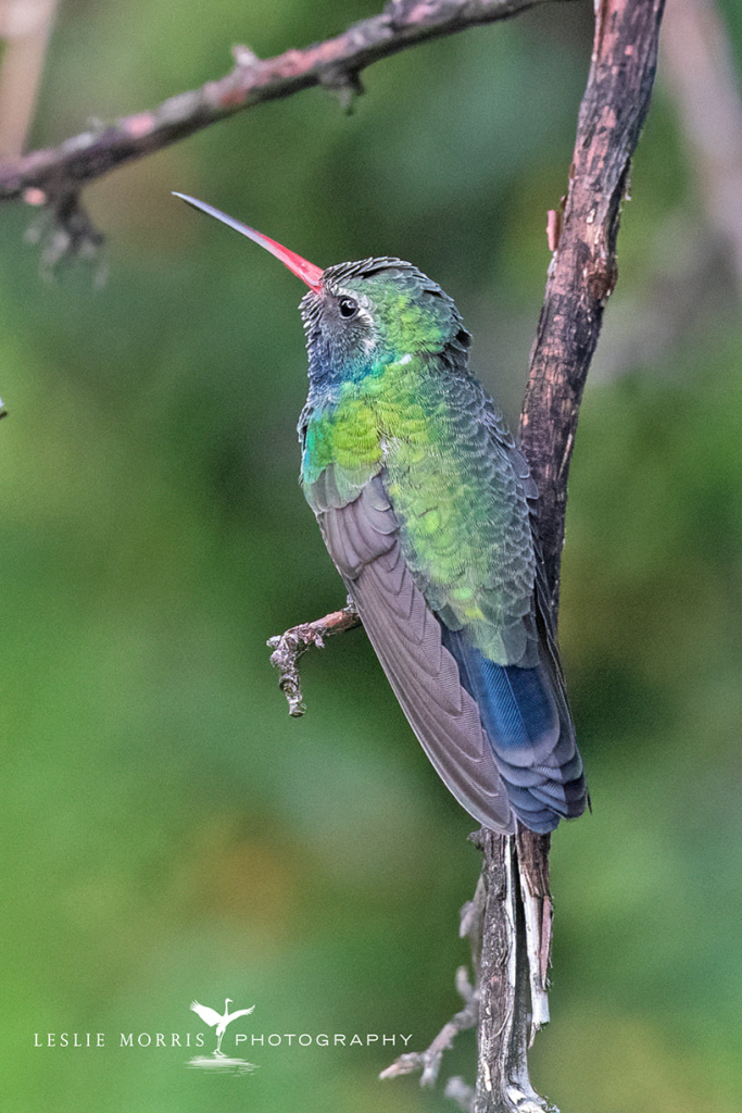 Broad-billed Hummingbird - ID: 16023724 © Leslie J. Morris