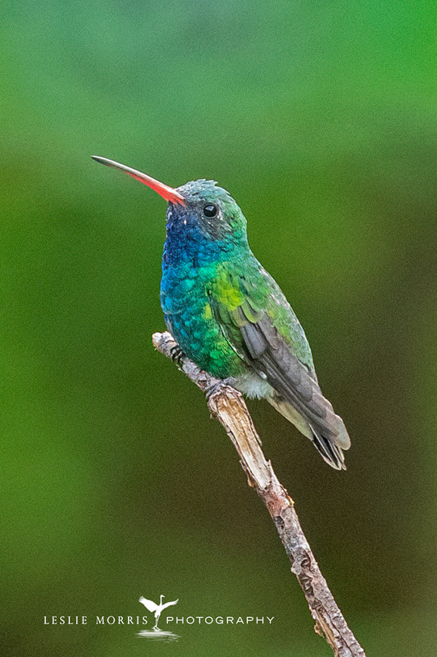 Broad-billed Hummingbird - ID: 16023725 © Leslie J. Morris