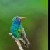 © Leslie J. Morris PhotoID # 16023726: Broad-billed Hummingbird