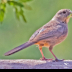 © Leslie J. Morris PhotoID # 16023727: Canyon Towhee