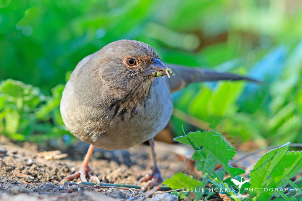 Canyon Towhee - ID: 16023728 © Leslie J. Morris