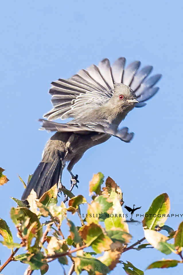 Phainopepla - ID: 16023729 © Leslie J. Morris