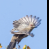 © Leslie J. Morris PhotoID # 16023729: Phainopepla