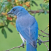 © Leslie J. Morris PhotoID # 16023730: Mexican Jay