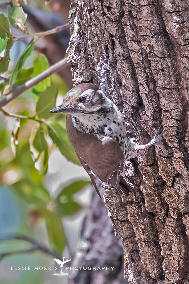 Gila Woodpecker - ID: 16023735 © Leslie J. Morris
