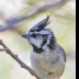 © Leslie J. Morris PhotoID # 16023733: Bridled Titmouse