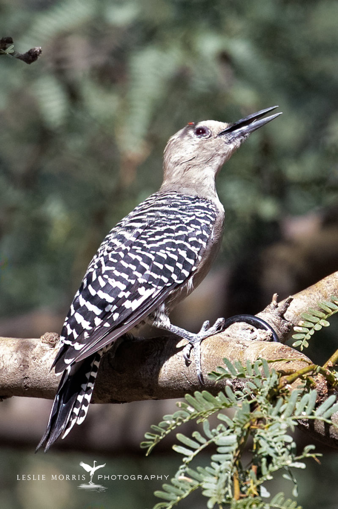 Gila Woodpecker - ID: 16023736 © Leslie J. Morris