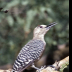 © Leslie J. Morris PhotoID # 16023736: Gila Woodpecker