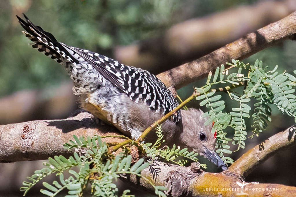 Gila Woodpecker - ID: 16023737 © Leslie J. Morris