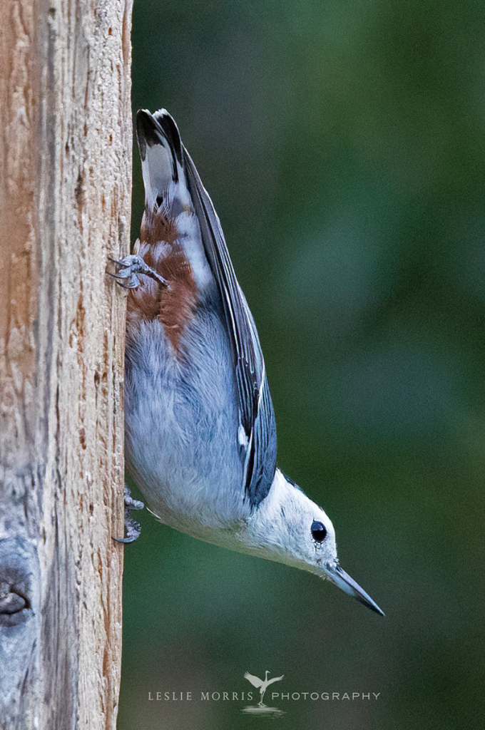 White-breasted Nuthatch - ID: 16023738 © Leslie J. Morris