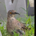 © Leslie J. Morris PhotoID # 16023740: Curve-billed Thrasher