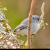 © Leslie J. Morris PhotoID # 16023743: Blue-Gray Gnatcatcher